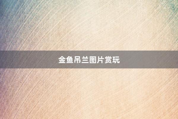 金鱼吊兰图片赏玩