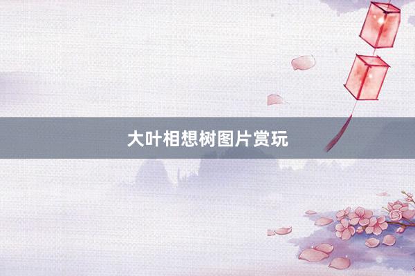大叶相想树图片赏玩