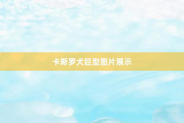 卡斯罗犬巨型图片展示